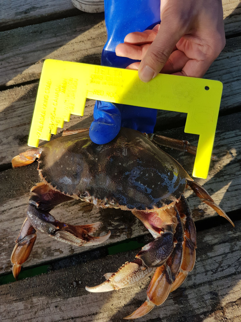 밴쿠버 던져니스 크랩 