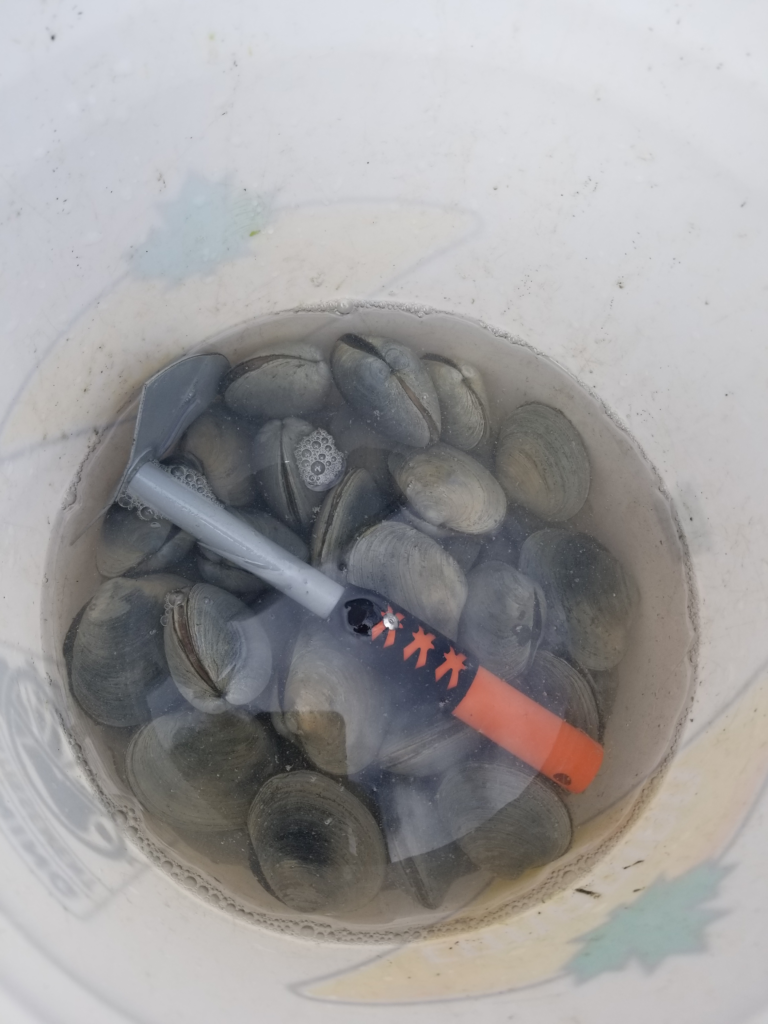 버치베이에서 잡은 조개