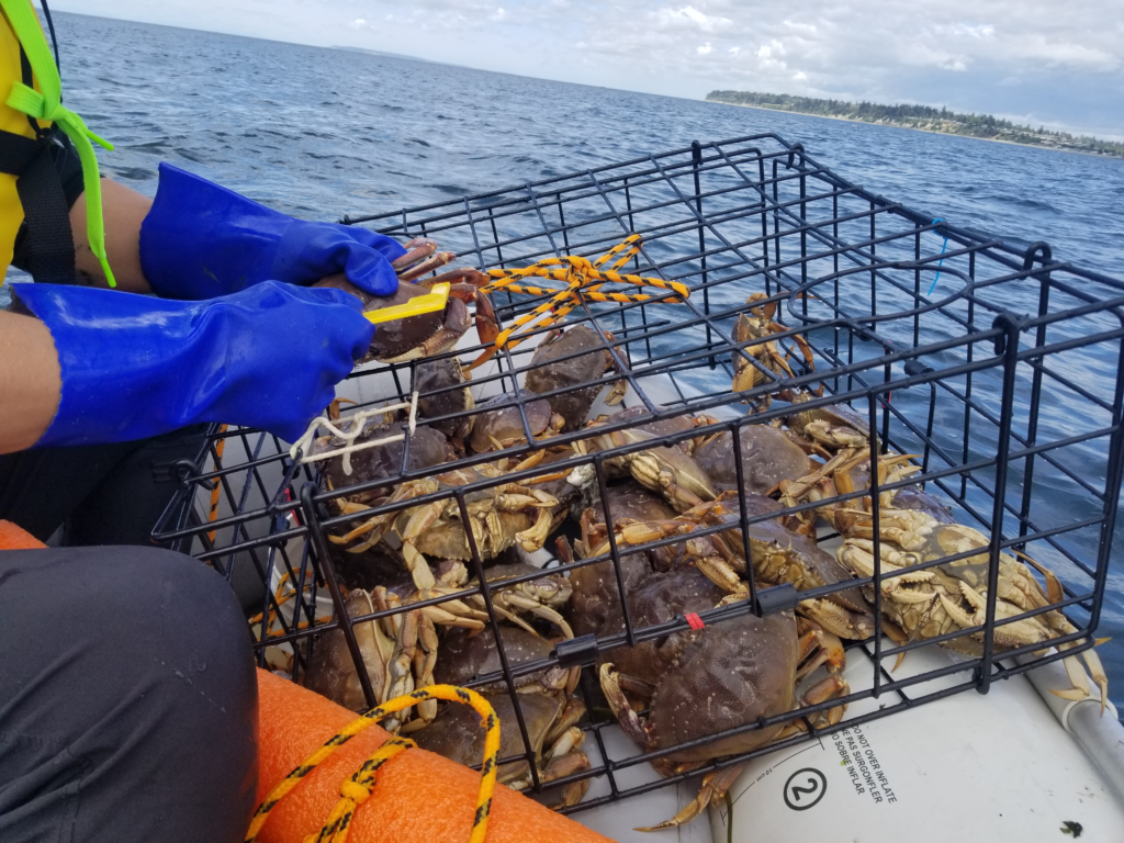 버치베이 바다에서 잡은 게